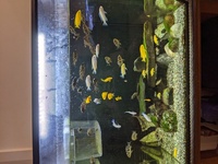 Lets of cichlids for sale some stunning venustus