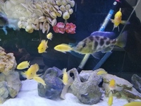 Malawi cichlids