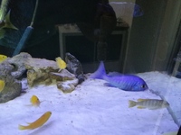 Malawi cichlids