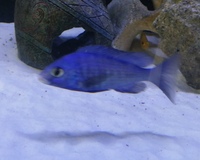 Malawi cichlids