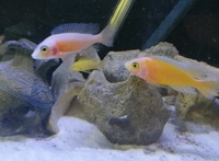 Malawi cichlids