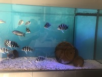 16 x Frontosa burundi cichlids prefect size for breeding mainly female