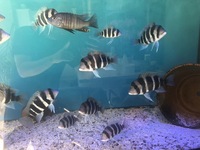 16 x Frontosa burundi cichlids prefect size for breeding mainly female