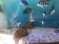 16 x Frontosa burundi cichlids prefect size for breeding mainly female