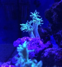 Ultra Bright Green Kenya Tree Soft Coral Frags