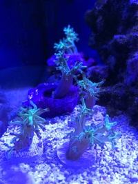 Ultra Bright Green Kenya Tree Soft Coral Frags