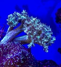 Ultra Bright Green Kenya Tree Soft Coral Frags