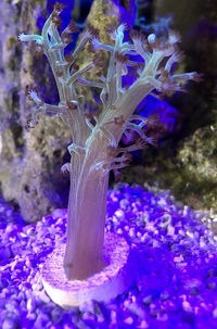Ultra Bright Green Kenya Tree Soft Coral Frags