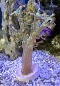 Ultra Bright Green Kenya Tree Soft Coral Frags
