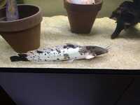 FISH TANK - STUNNING MARBLE CATFISH/FISH