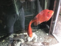 FISH TANK - PAIR OF RED PARROT CICHILDS/FISH