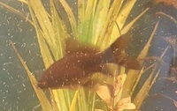 Free - Small black goldfish