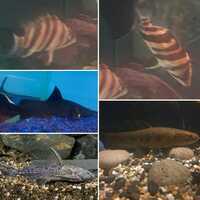 Wolf fish / datnoid/ wyckii catfish /bacu catfish