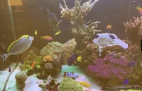 Marine Fish for sale