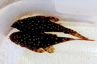 ALL SOLD ~ L513 Gold Star Ancistrus ~ Bristlenose ~ Pleco ~ Plec ~ Community ~ Rare