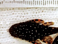 ALL SOLD ~ L513 Gold Star Ancistrus ~ Bristlenose ~ Pleco ~ Plec ~ Community ~ Rare