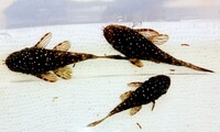 ALL SOLD ~ L513 Gold Star Ancistrus ~ Bristlenose ~ Pleco ~ Plec ~ Community ~ Rare