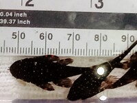ALL SOLD ~ L513 Gold Star Ancistrus ~ Bristlenose ~ Pleco ~ Plec ~ Community ~ Rare