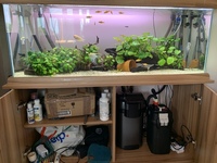 Fish tank setup