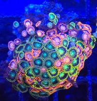 Marks Aquatics Coral...