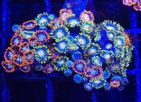 Marks Aquatics Coral...