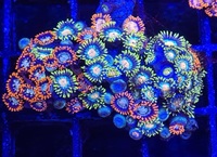 Marks Aquatics Coral...