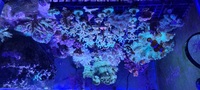 Marks Aquatics Coral...