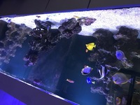 Marine Fish for sale