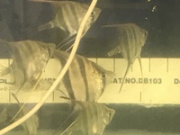 DISCUS, ,DISCUS,,DISCUS , TROPICAL FISH SALES.,,CHESHIRE OAKS DISCUS,DOMESTIC & WILDS. AROWANA, RAYs, L200 pleco