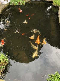 Japanese Koi Pond Fish - Various FORSALE