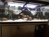 Selling tank plus beautiful fish
