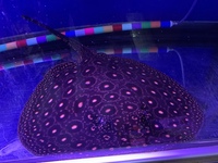 Stunning Hybrid Male Stingray