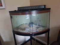 Corner tank for sale £300