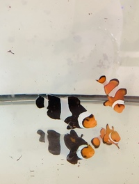 Bonded pair of Clowns - Rare photon and Ocellaris