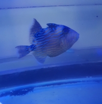 Powder blue tangs sale...