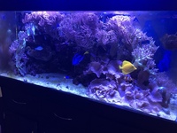 Complete Aquarium and Livestock For Sale