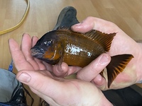 WC PETROCHROMIS SP . RED BULU POINT ......... X 2 MALES LEFT ### DELIVERY AVAILABLE ###