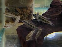 CHILTON AQUATICS. MAKING FISH KEEPING SPECIAL. THE BEST QUALITY OF TROPICAL/COLDWATER AND MARINE FISH IN THE NORTH EAST.