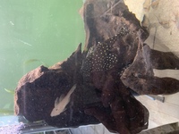 Snow White bristle nose pleco