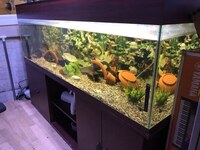 6ft fish tank for sale