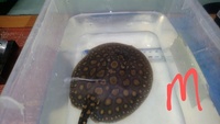 bd x pearl male stingray pups 13.5cm disc £220 if sold this weekend only.
