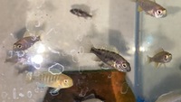 African Cichlid Juveniles and Bristlenose Plecos