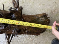 Huge piece of bog wood