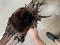Huge piece of bog wood