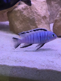 Malawi Mbuna Juvenile Cichlids Fish Sale.