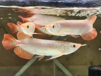ALL SOLD WITHIN A MONTH JUST ARRIVED 5 X AAA INDONESIA KALIMANTAN SUPER RED ASIAN AROWANA