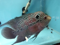 Flowerhorn & Cichlids