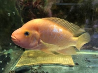 Flowerhorn & Cichlids