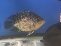 Flowerhorn & Cichlids