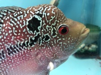 Flowerhorn & Cichlids